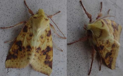 Réf. 132 405 : Xanthia icteritia