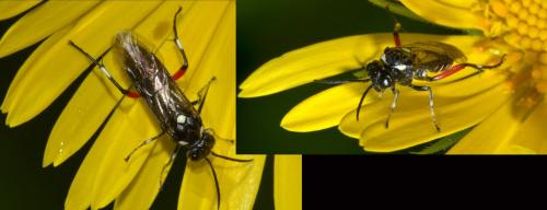 Réf. 132 650 : Macrophya punctumalbum