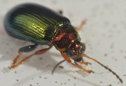 Réf. 132 581 : Crepidodera aurata