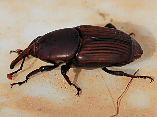 Rhynchophorus ferrugineus
