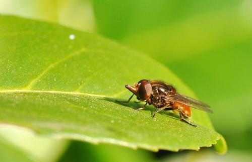 Réf. 132 048 : Rhingia campestris