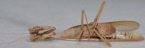 Iris oratoria