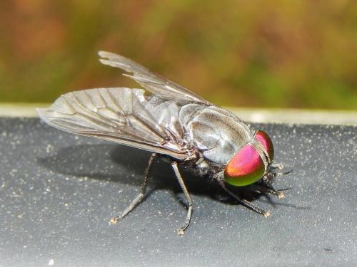 Chasmia sp.