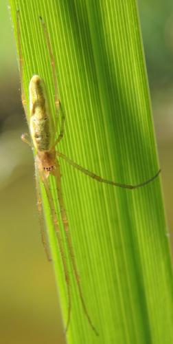 Tetragnatha sp.