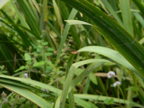 Réf. 132 883 : Acrodactyla sp.