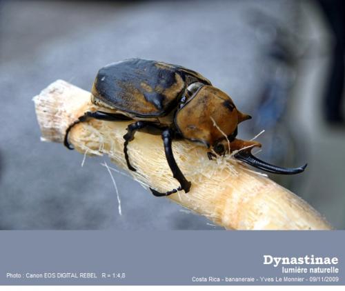 Megasoma elephas elephas