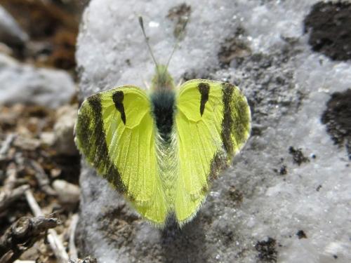 Euchloe penia