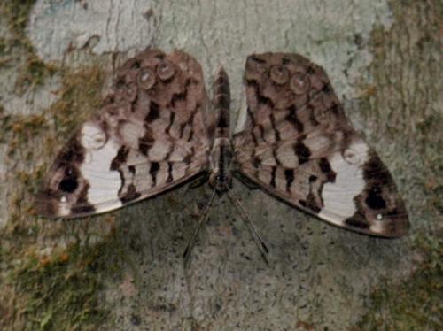 Ectima thecla