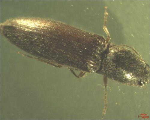 Réf. 132 186 : Athous haemorrhoidalis