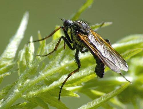 Réf. 132 089 : Empis tessellata