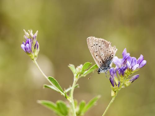 Polyommatus sp.