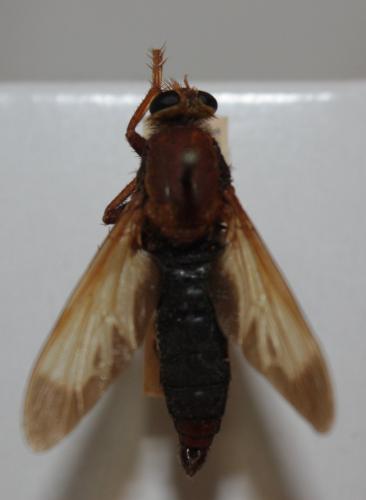 Réf. 132 644 : Asilus barbarus
