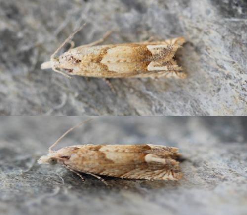 Réf. 132 551 : Eucosma conterminana