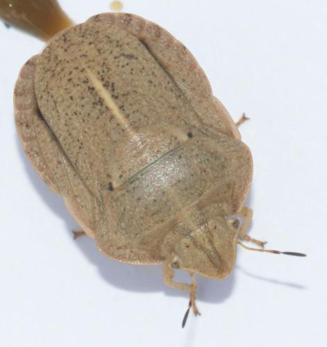 Réf. 132 955 : Eurygaster austriaca