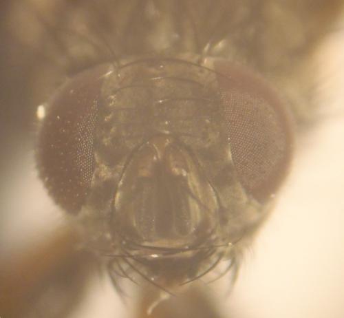 Phaonia tuguriorum