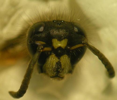 Réf. 132 475 : Dolichovespula saxonica