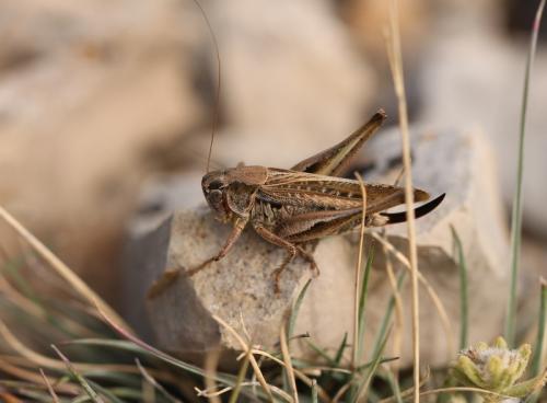 Réf. 132 144 : Platycleis albopunctata