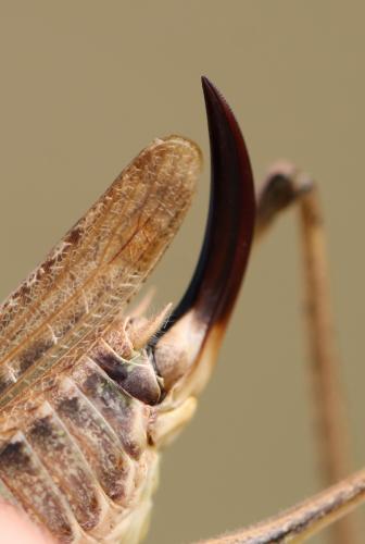 Réf. 132 145 : Platycleis albopunctata albopunctata