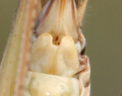 Réf. 132 146 : Platycleis albopunctata albopunctata