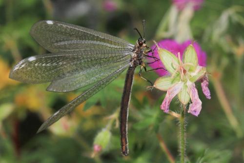 Réf. 132 585 : Myrmeleon formicarius