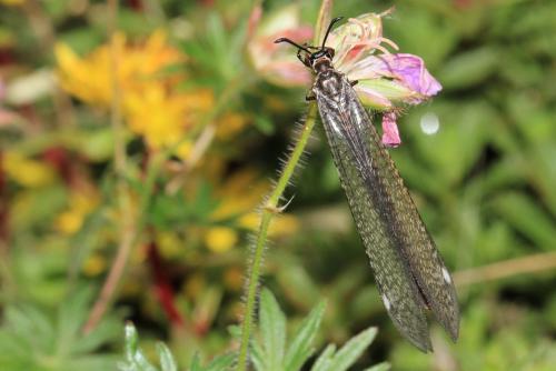 Réf. 132 586 : Myrmeleon formicarius