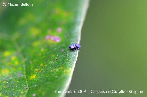 Fritzia sp.