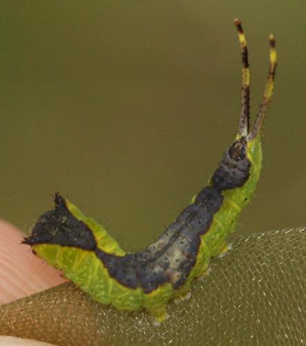 Furcula furcula