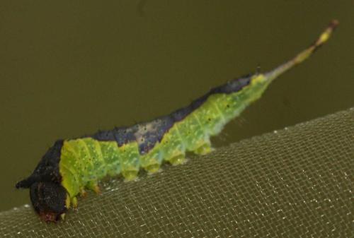 Furcula furcula