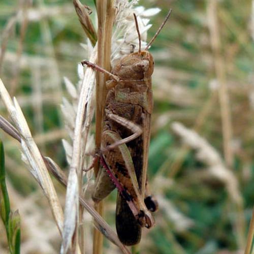 Aiolopus strepens