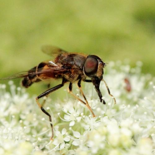 Eristalis pertinax