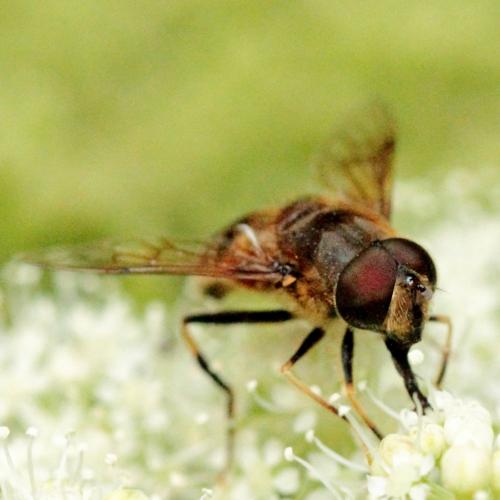 Eristalis pertinax