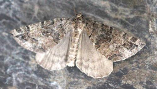 Réf. 132 226 : Hydriomena furcata