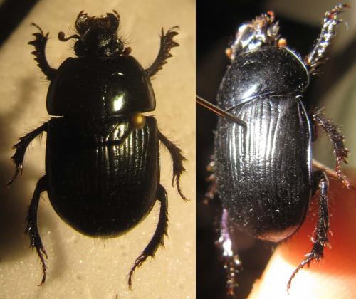 Réf. 132 051 : Geotrupes spiniger