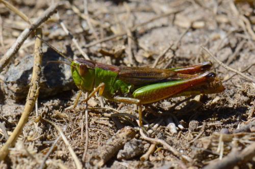 Réf. 132 400 : Pseudochorthippus parallelus