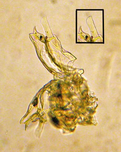 Réf. 132 964 : Brachychaeteuma melanops