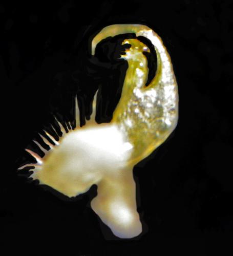 Réf. 132 986 : Polydesmus inconstans