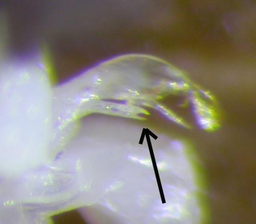 Réf. 132 965 : Chordeuma proximum