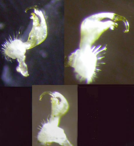 Réf. 132 994 : Polydesmus inconstans