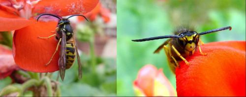 Vespula germanica
