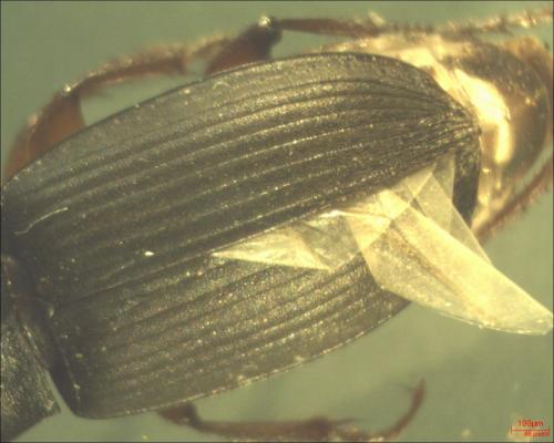 Réf. 132 183 : Pseudoophonus rufipes