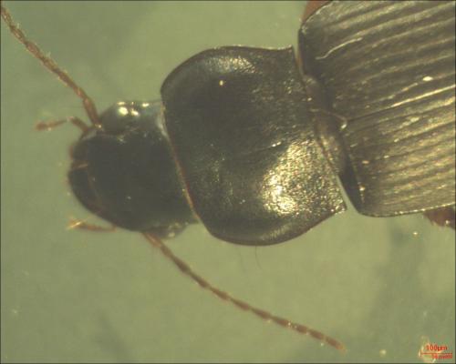 Réf. 132 184 : Pseudoophonus rufipes