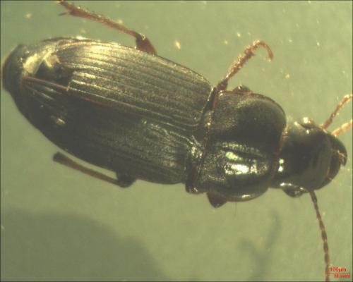 Réf. 132 182 : Harpalus sp.