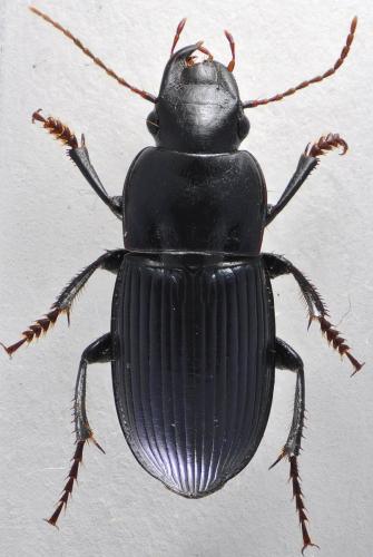Réf. 132 196 : Harpalus rubripes