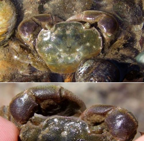 Hemigrapsus crenulatus