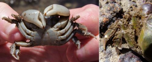 Hemigrapsus crenulatus