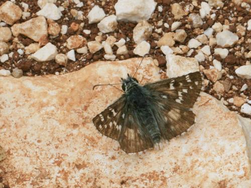 Réf. 132 685 : Pyrgus sp.