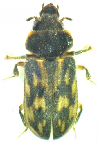 Réf. 132 707 : Heterocerus fenestratus