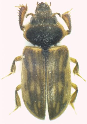 Réf. 132 708 : Heterocerus fenestratus