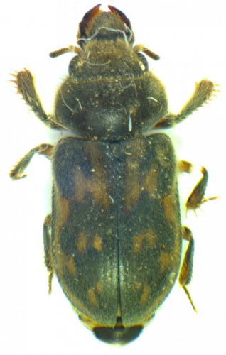 Réf. 132 706 : Heterocerus fenestratus