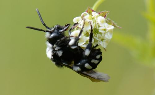 Réf. 132 456 : Melecta sp.